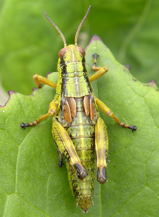 Acrididae: Miramella (Kisella) sp.